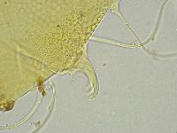 Testechiniscus spinuloides image