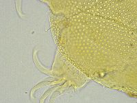 Testechiniscus spinuloides image