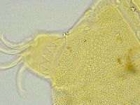 Testechiniscus spinuloides image