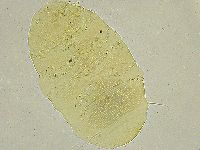 Echiniscus tamus image