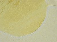 Echiniscus tamus image