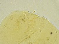 Echiniscus tamus image
