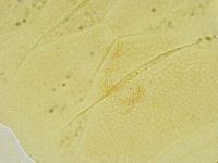 Echiniscus tamus image