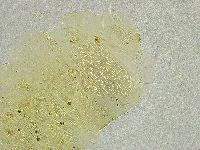 Echiniscus tamus image