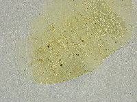Echiniscus tamus image
