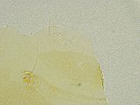Echiniscus tamus image