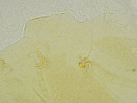 Echiniscus tamus image