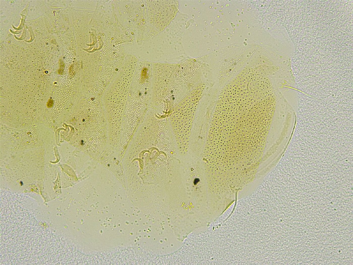 Echiniscus tamus image