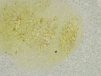 Echiniscus tamus image
