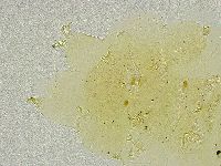 Echiniscus tamus image