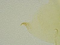 Echiniscus tamus image