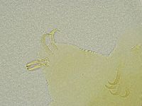Echiniscus tamus image