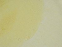 Echiniscus tamus image