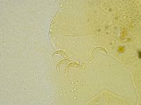 Echiniscus tamus image
