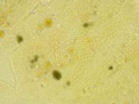 Echiniscus tamus image