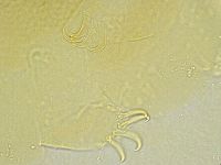 Echiniscus tamus image