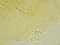 Echiniscus tamus image