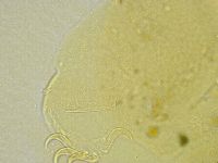 Echiniscus tamus image