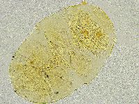 Echiniscus tamus image