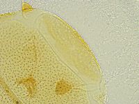 Echiniscus tamus image