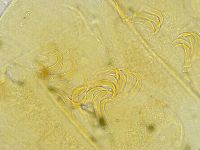 Echiniscus tamus image