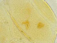 Echiniscus tamus image