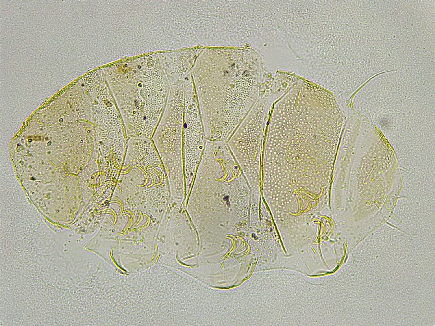 Echiniscus tamus image