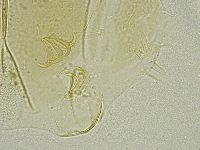 Echiniscus tamus image