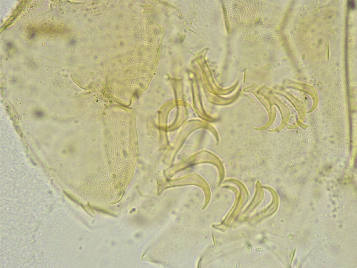 Echiniscus tamus image