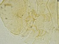 Echiniscus tamus image