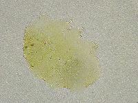Echiniscus tamus image