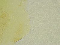 Echiniscus tamus image