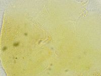 Echiniscus tamus image