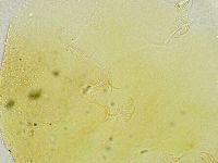 Echiniscus tamus image