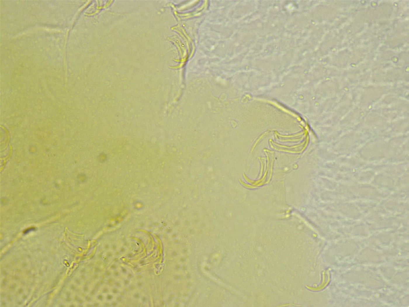 Echiniscus tamus image
