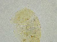 Echiniscus tamus image