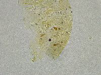 Echiniscus tamus image