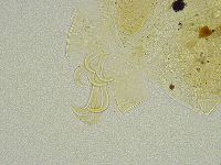 Echiniscus tamus image