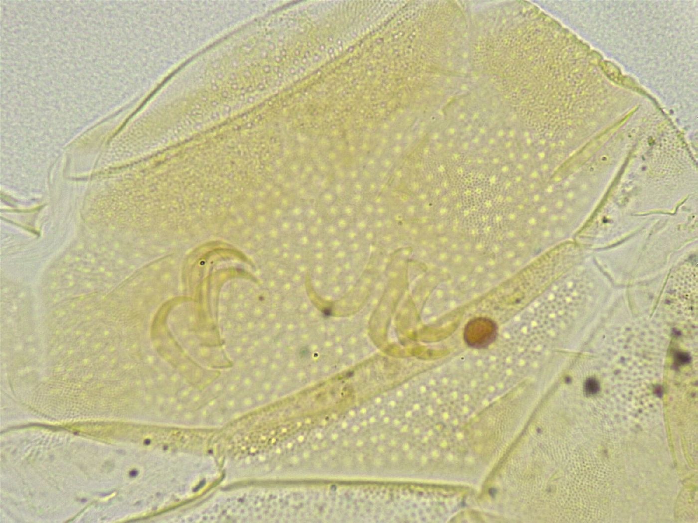 Echiniscus tamus image