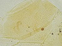 Echiniscus tamus image