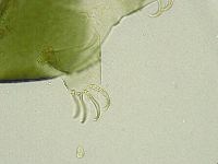Echiniscus viridissimus image