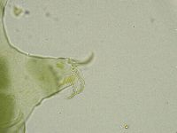 Echiniscus viridissimus image