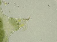 Echiniscus viridissimus image