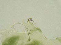 Echiniscus viridissimus image