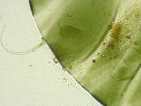 Echiniscus viridissimus image