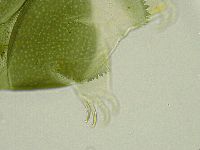 Echiniscus viridissimus image
