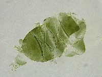 Echiniscus viridissimus image