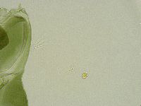 Echiniscus viridissimus image