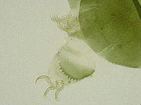 Echiniscus viridissimus image