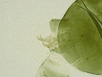 Echiniscus viridissimus image